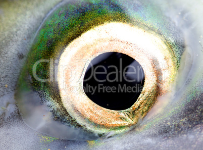 Eye of a salmon, a close up