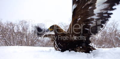 Golden eagle