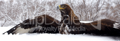 Hunting of a golden eagle
