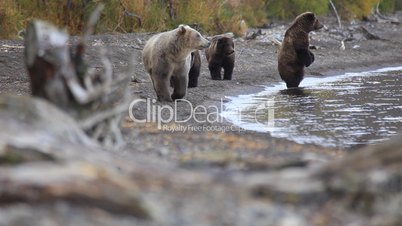 The bear family in search of fish