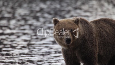 Portrait of a brown bear against lake