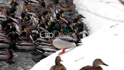 Ducks feed on winter lake
