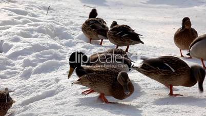 Ducks walk on snow