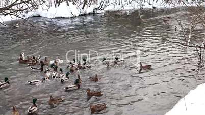 Ducks feed on winter lake