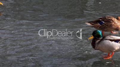 Ducks walk on ice