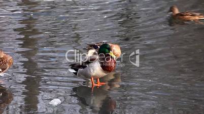 Ducks swim on winter lake