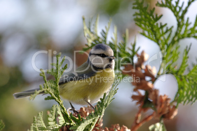 Blaumeise (Parus caeruleus)