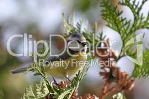 Blaumeise (Parus caeruleus)