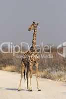 Giraffe (Giraffa camelopardalis)