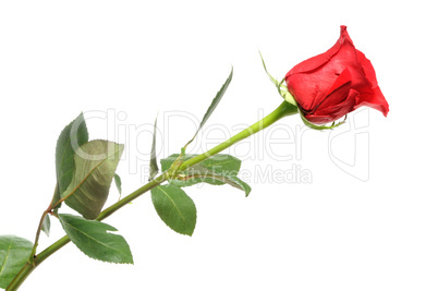 red rose red rose
