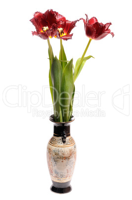 Red tulip