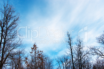 Cloudscape in forest