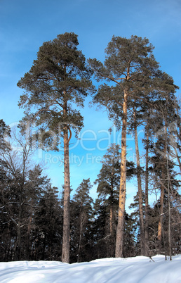Tall pines in a winter forest
