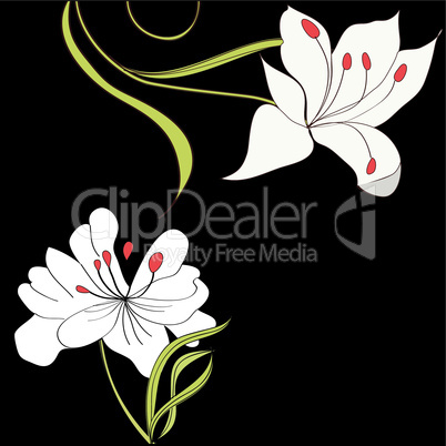 Black background with white flowers