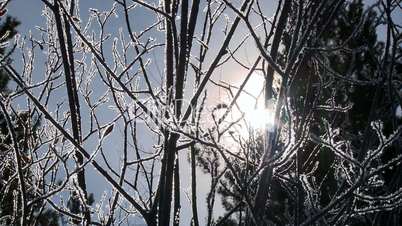 Frost on branches with sun