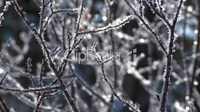 Frost on branches