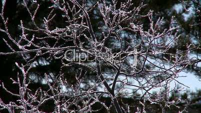 Frost on branches