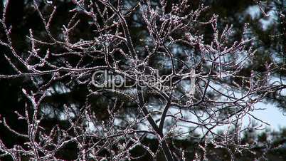 Frost on branches with zoom out