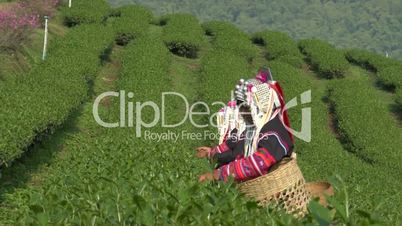 Akha Tea Harvest