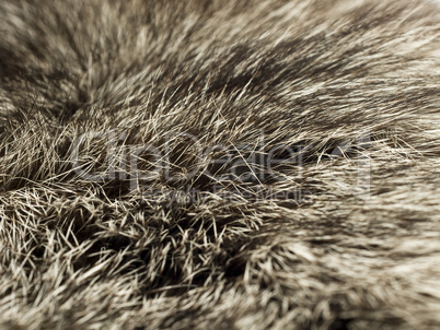 Polar Fox fur, useful as background