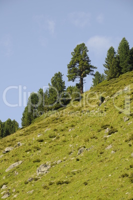 Bäume im Gebirge