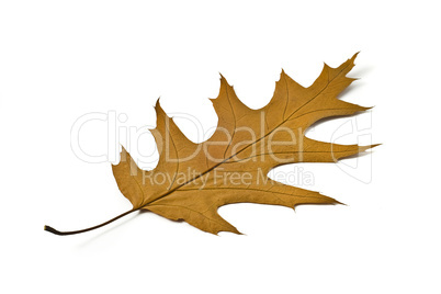 Autumn. Beautiful maple leaf