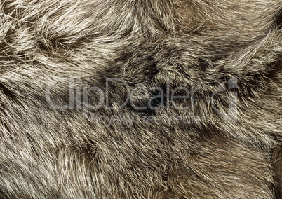 Background - beautiful fur of polar Fox