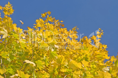 Autumn. Green and yellow maple leaves