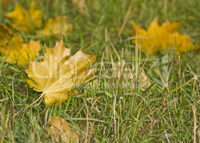 Autumn. Maple Leaves on the grass