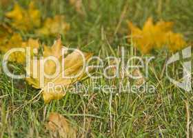 Autumn. Maple Leaves on the grass