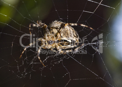 Close-up of Beautiful spider
