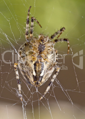 Closeup of large spider
