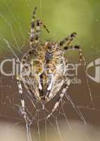 Closeup of large spider