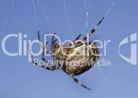 Macro of spider on web