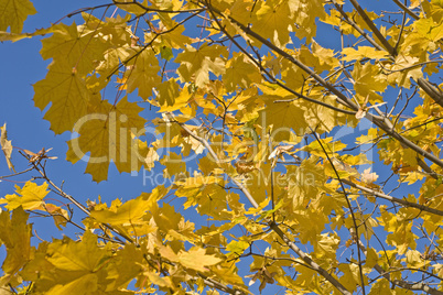 Maple branches with yellow leaves