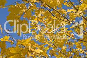 Maple branches with yellow leaves