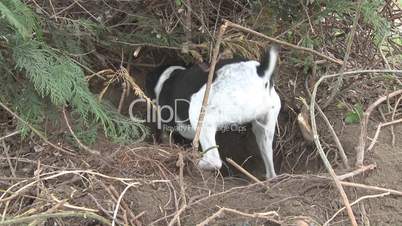 Dog digs out burrow