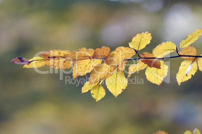 Buchenzweig im Herbst