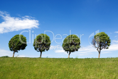 Four trees