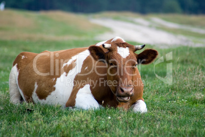 Cow lies on the grass