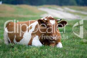 Cow lies on the grass