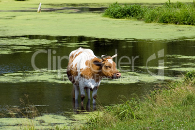 Cow in a pond