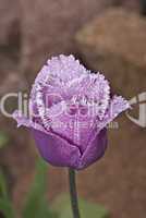 Stock photo: Beautiful tulip with droplets