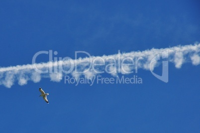 möwe & flugzeugspur auf blauem himmel