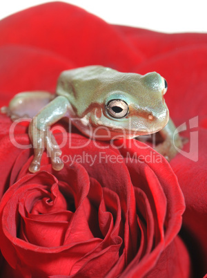 frosch auf roter rose