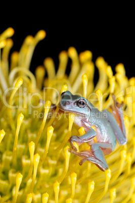 Frosch und Blume