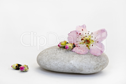 Pfirsichblüte auf Stein