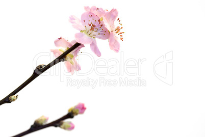 Rosa Pfirsichblüten