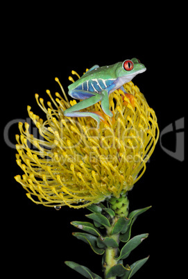 Frosch und Blume