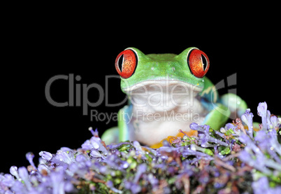 Frosch und Blume